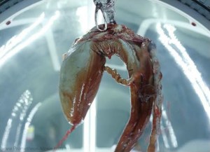 Congratulations it's a...whatever.