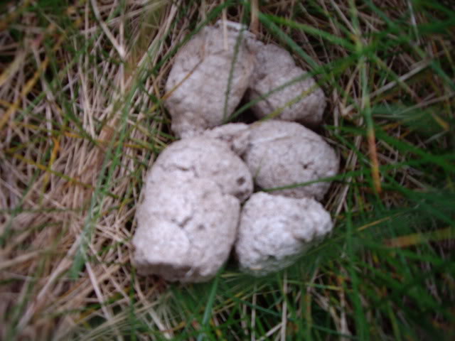 White as in the color of really old dog shit. 