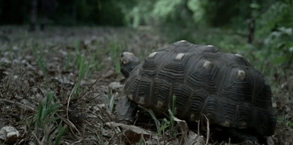 Turtle, if I were you, I'd have a long, hard talk with your agent about this...